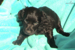 Boykin Spaniel Puppies For Sale