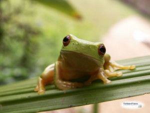 love animals one animal my husband and i like to refer to is frogs ...