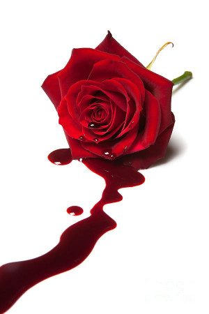 Bleeding Rose Photograph