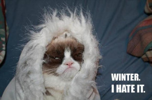 grumpy cat hates winter