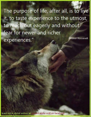 Awesome quote & of course I ♥ My Wolves