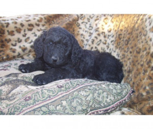 English goldendoodles going home Easter is a Female Goldendoodle Puppy