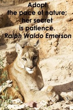 is patience.” – Ralph Waldo Emerson – On image of mountain lion ...