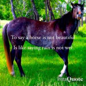 All horses are beautiful, wether it's a Appaloosa with a unique ...