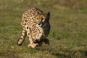 Gazelle Running From Cheetah