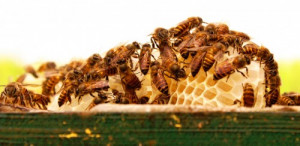 Bees and Honeycomb Jigsaw Puzzle