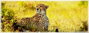 Cheetah Facebook Cover