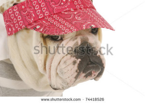 ... stupid bored hat sunglasses shirt dog rest history dog wearing clothes