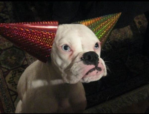 Nice Party Hat - Return to Funny Animal Pictures Home Page