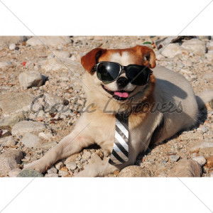funny retriever disguised with hat and sunglasses