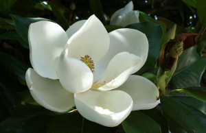 Southern Magnolia Tree Flower Adding this magnificent tree