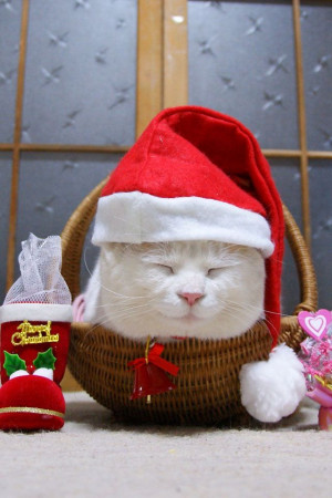 ... Christmas Time, Cat Quotes, Cat Baskets, Christmas Paw, Christmas