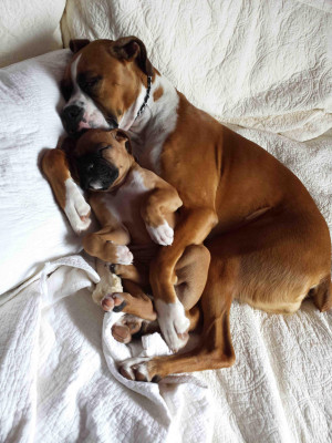 ... posted in Uncategorized and tagged boxers , cute dogs , sleepy dogs