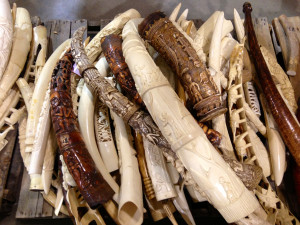 Why US Destroyed Ivory Stockpile; Put $1mm Bounty on Heads of Poachers