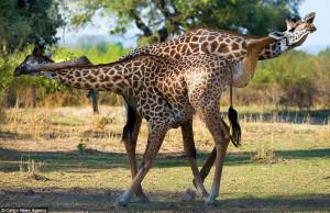 Dance-off: Two male giraffes who went hoof to hoof in bid to win a ...