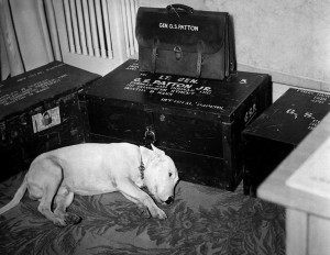 General George S. Patton's dog on the day of Patton's death on ...