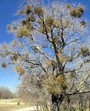 dec forms 5 here mistletoe seems