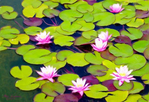 Glimmering Lily Pads The