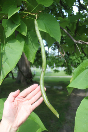 Strange String Bean Tree