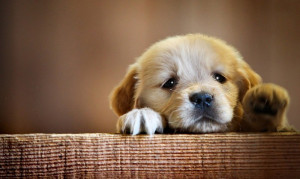 ... sad too sad and cute animals 9 sad animals sad animals sad animals sad