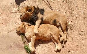 Lion and Lioness, animal, brown, lion, lioness, sleep