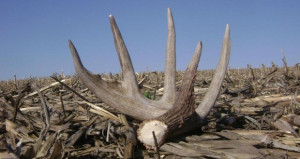 Tips for Successful Shed Hunting