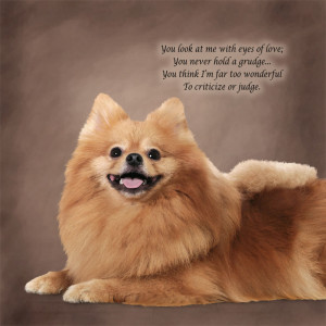 pomeranian quotes