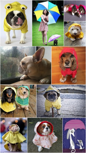 raining cats and dogs pictures