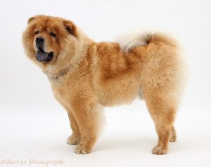 Chow Chow Adult Dogs
