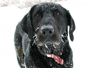 ... Weather-Pet-Safety-Don’t-Leave-Dogs-and-Cats-Outside-in-the-Cold.jpg