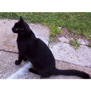 black cat poe quotes