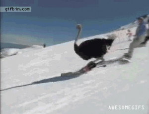 Skiing Ostrich is Awesome