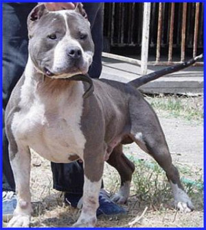 Pitbull Juan Gotti Picture picture
