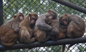 24 hours in pictures: Monkeys cuddle together in Dhaka, Bangladesh