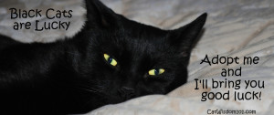 Tell us how you feel about black cats and their superstitions. Did you ...