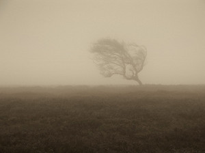 brown, countryside, england, fog, gothic, mist, moors, nature, soft ...