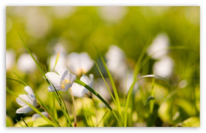 Wallpapers White Meadow Cowslip Crocus Lilac Spring Flowers Picture