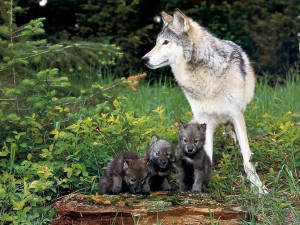 baby animals, cute animals, wolf pups