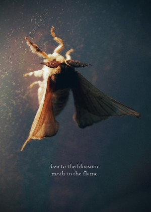 Dreamy Moth Quote Flame Macro Rainbow Wings Nature by NightNight, $12 ...