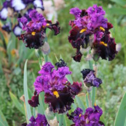photo by aruba1334 joviality tall bearded iris iris joviality photo by ...