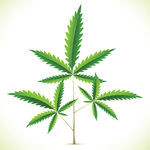 Marijuana Plant Vector Clipart
