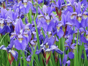 Iris Flowers Artwork Purple