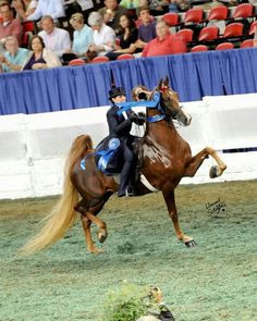 American Saddlebred hors