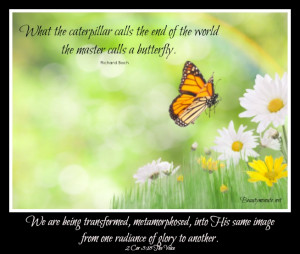 Quotes About Butterflies and Transformation