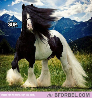 Grumpy Cat Quotes Titanic Grumpy Cat And Titanic