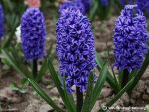 hyacinth_2.jpg#hyacinth%20650x490