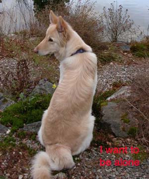 Murphy Who Sadly Died Heart...