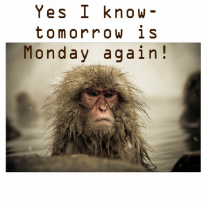 Monday monkey blues