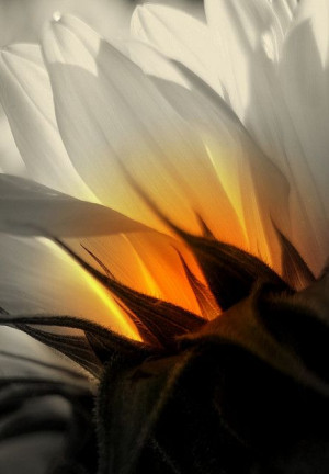 White Flowers, Sunflowers Photography, Photography Beautiful, Amazing ...