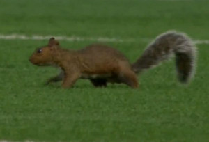 Funny Pictures Of Squirrels With Balls Funny spinning squirrel